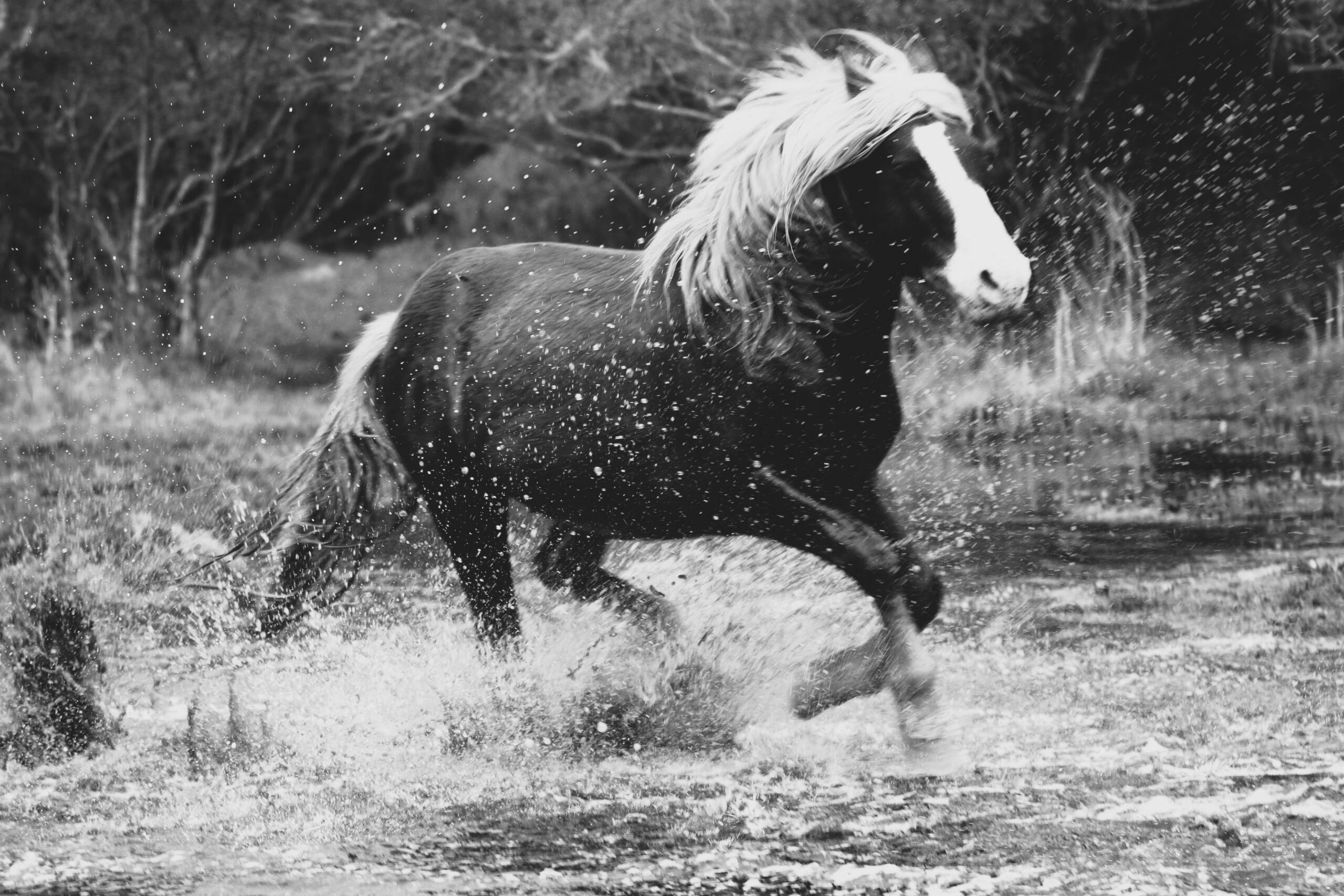 Riptide -Black and White 10