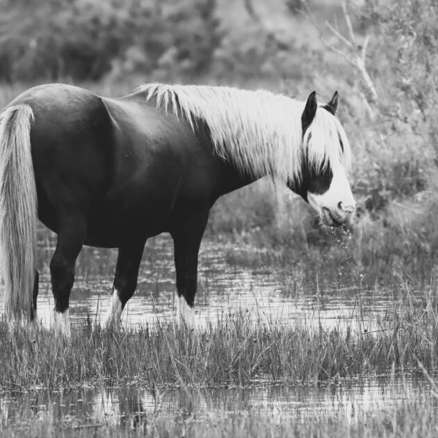 Riptide -Black and White 11