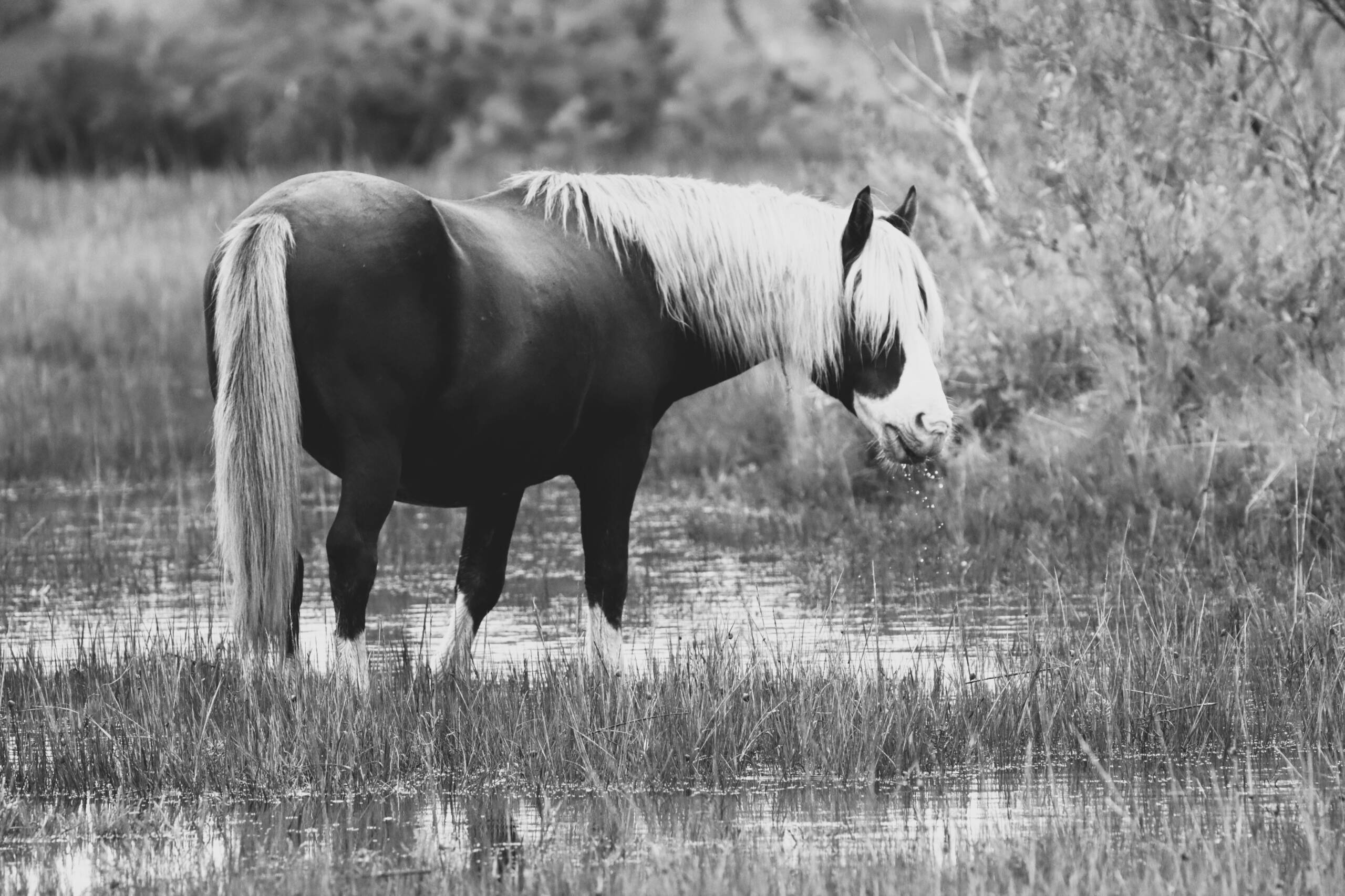 Riptide -Black and White 11