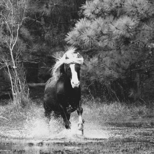 Riptide -Black and White 4