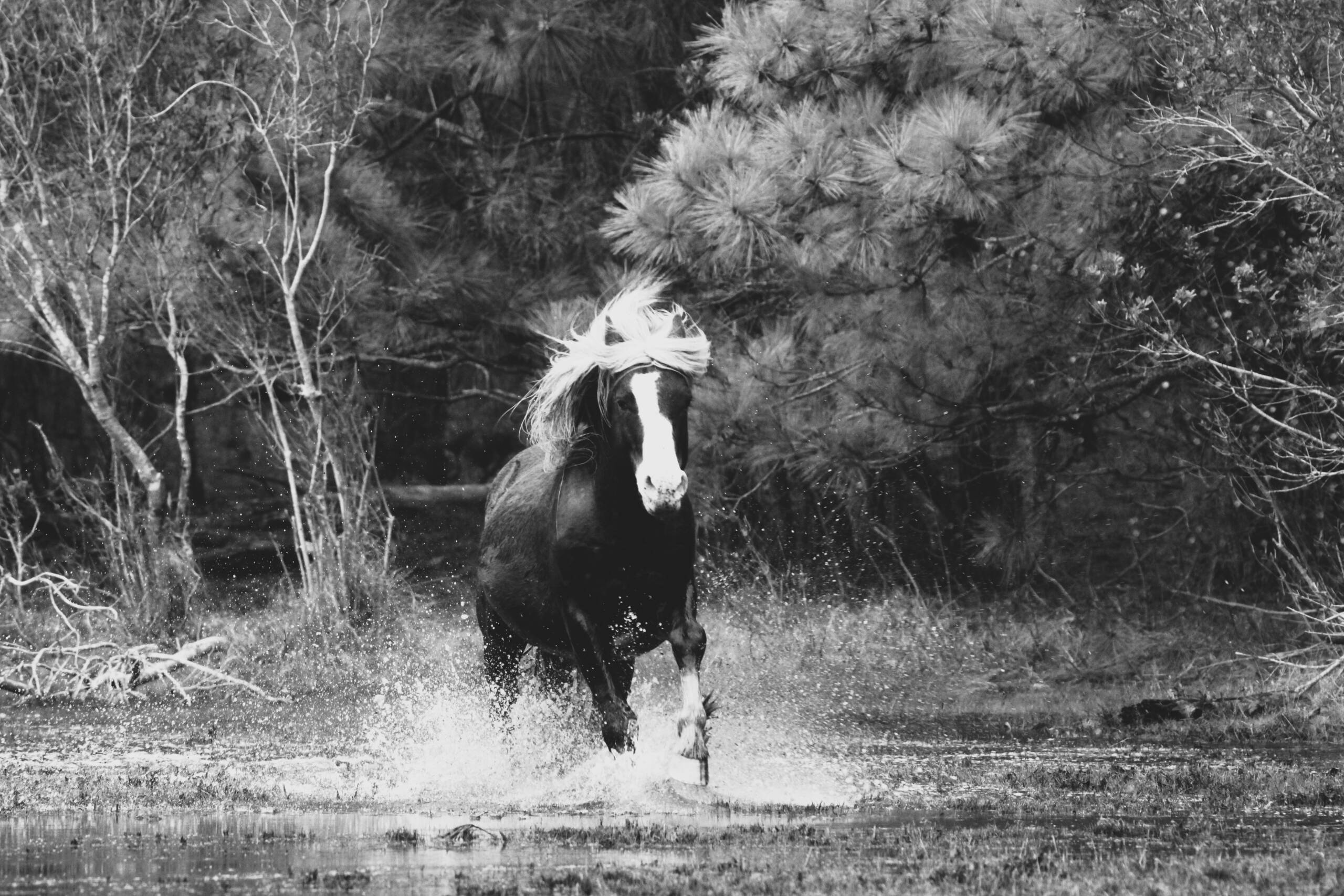 Riptide -Black and White 4