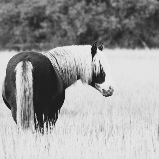 Riptide -Black and White 5