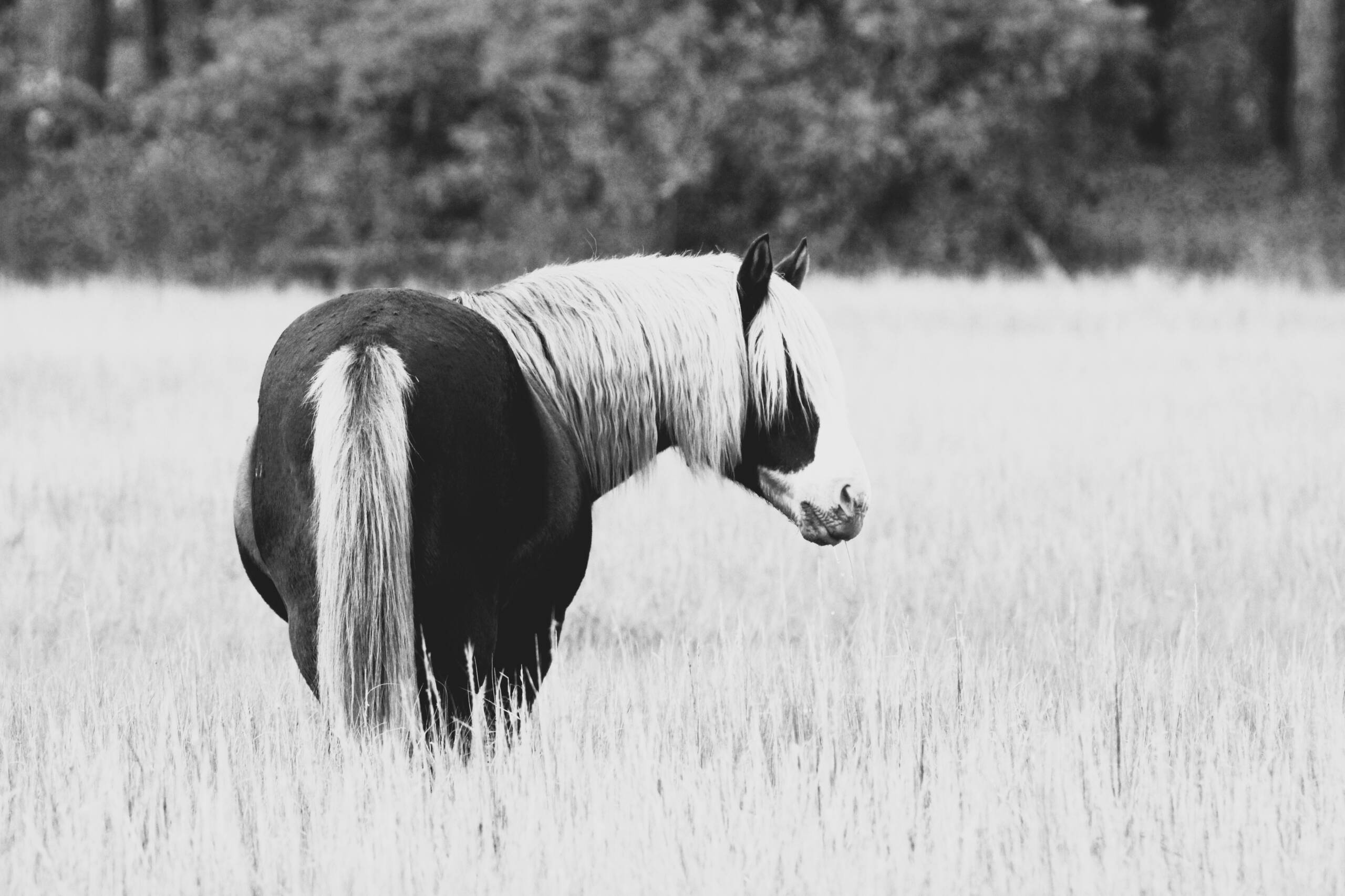 Riptide -Black and White 5