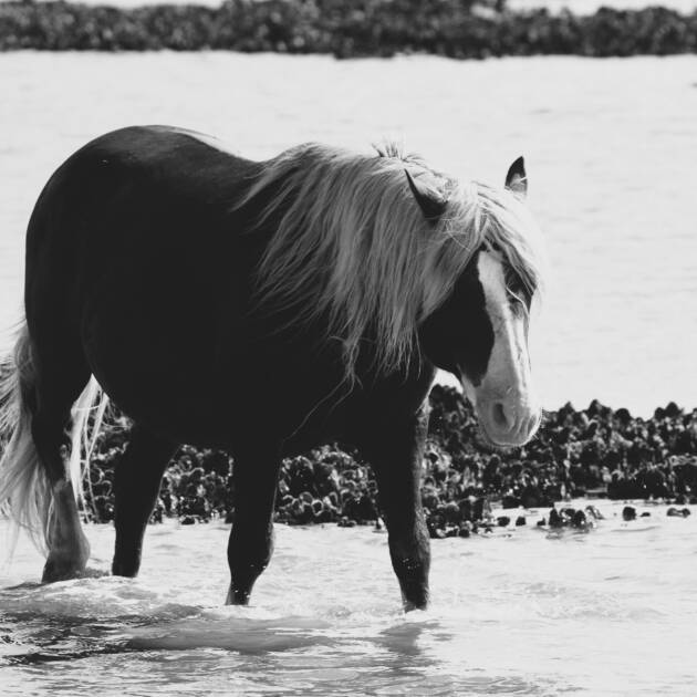 Riptide -Black and White 7