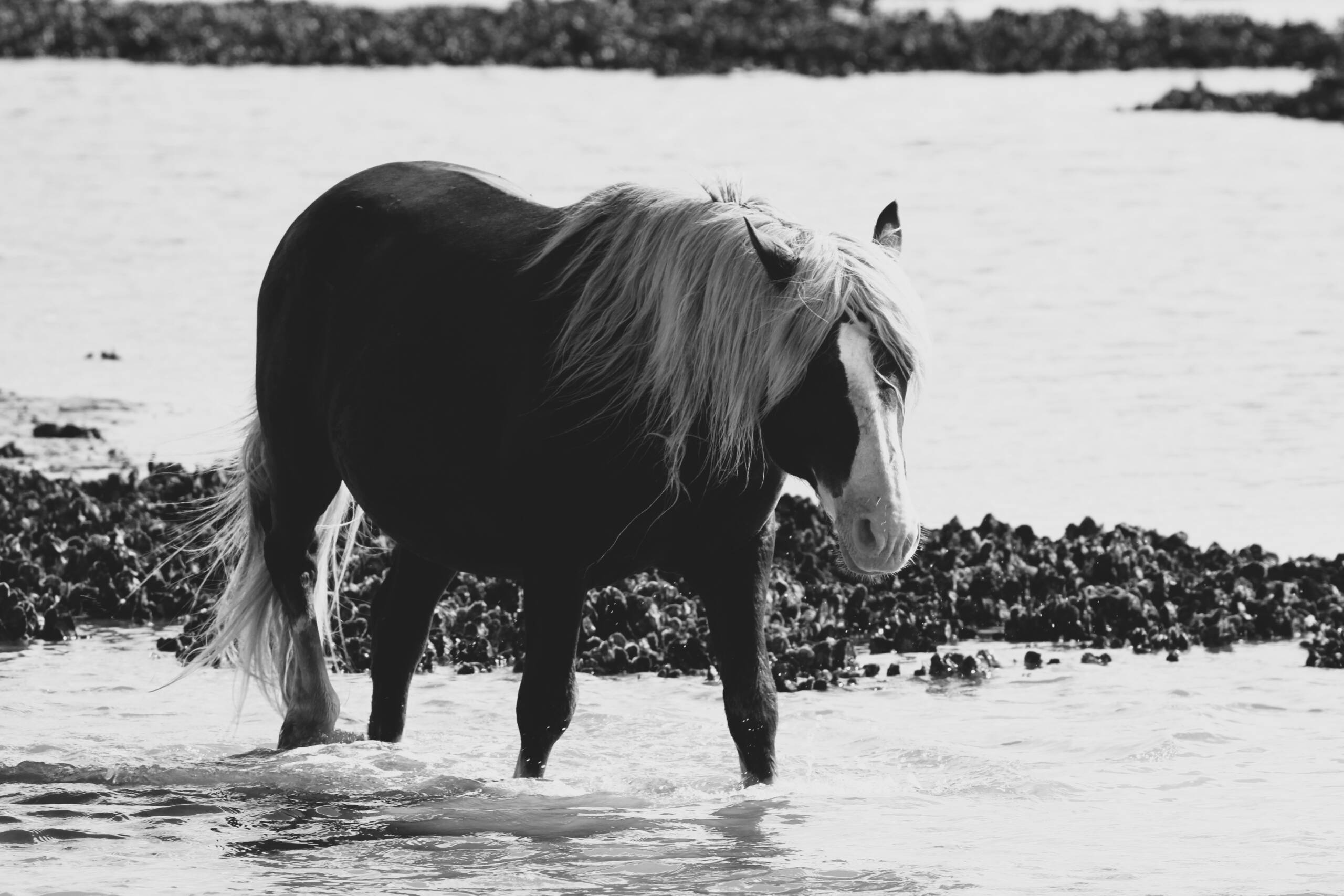 Riptide -Black and White 7