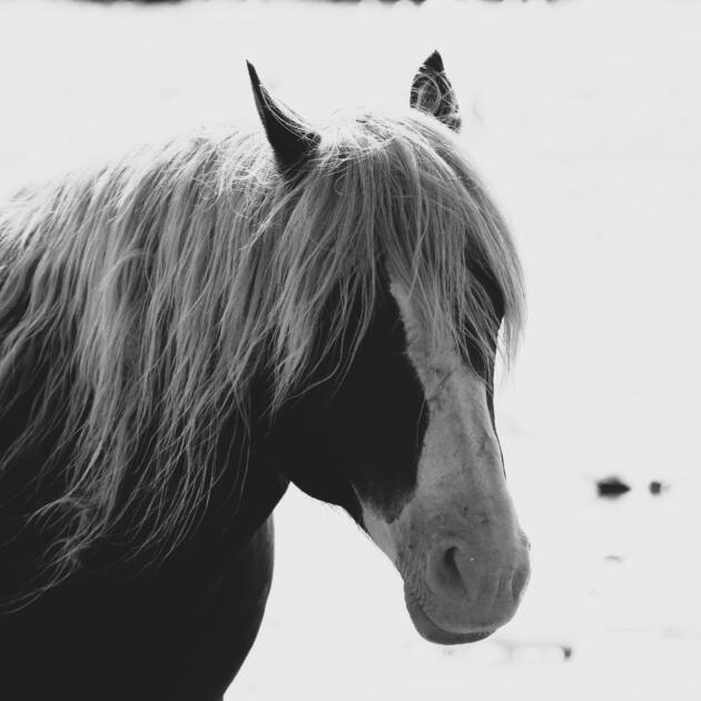 Riptide -Black and White 8