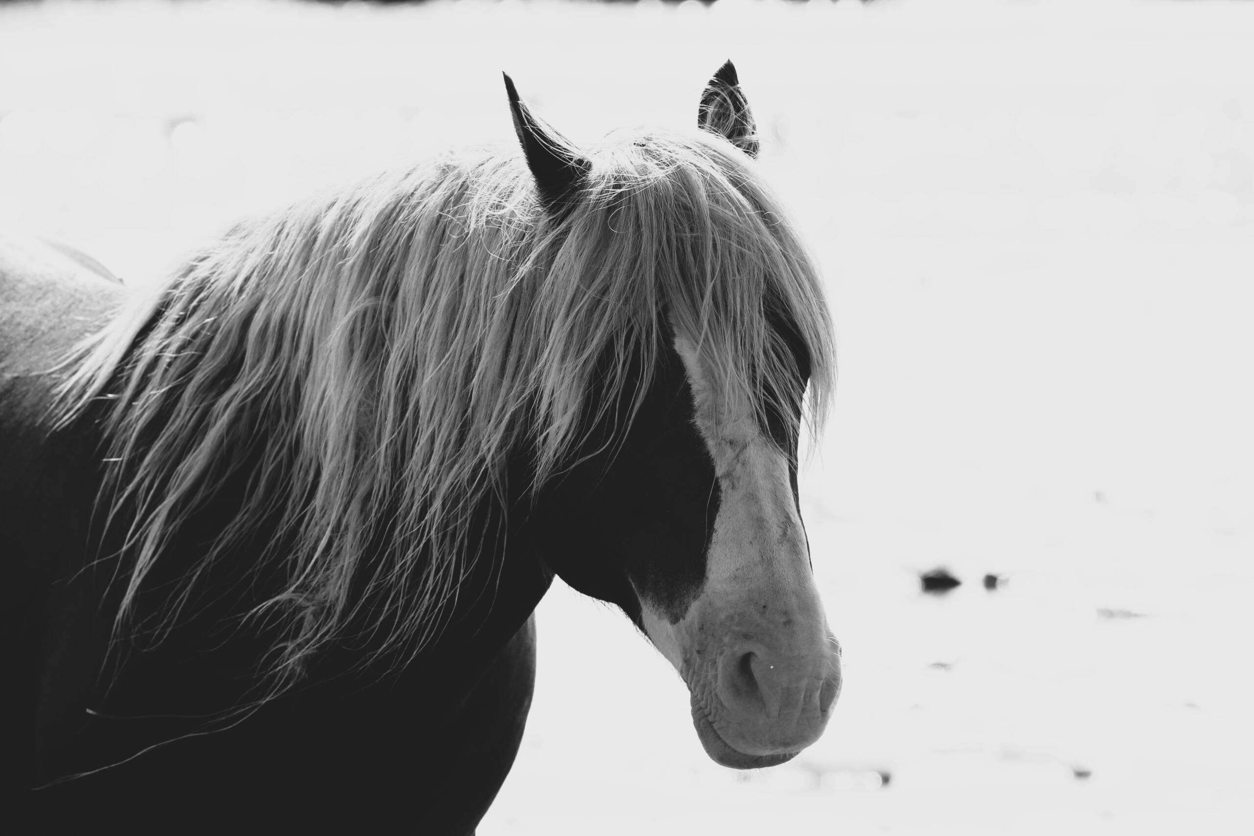 Riptide -Black and White 8