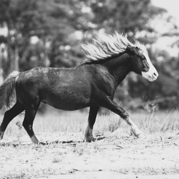 Riptide -Black and White 9