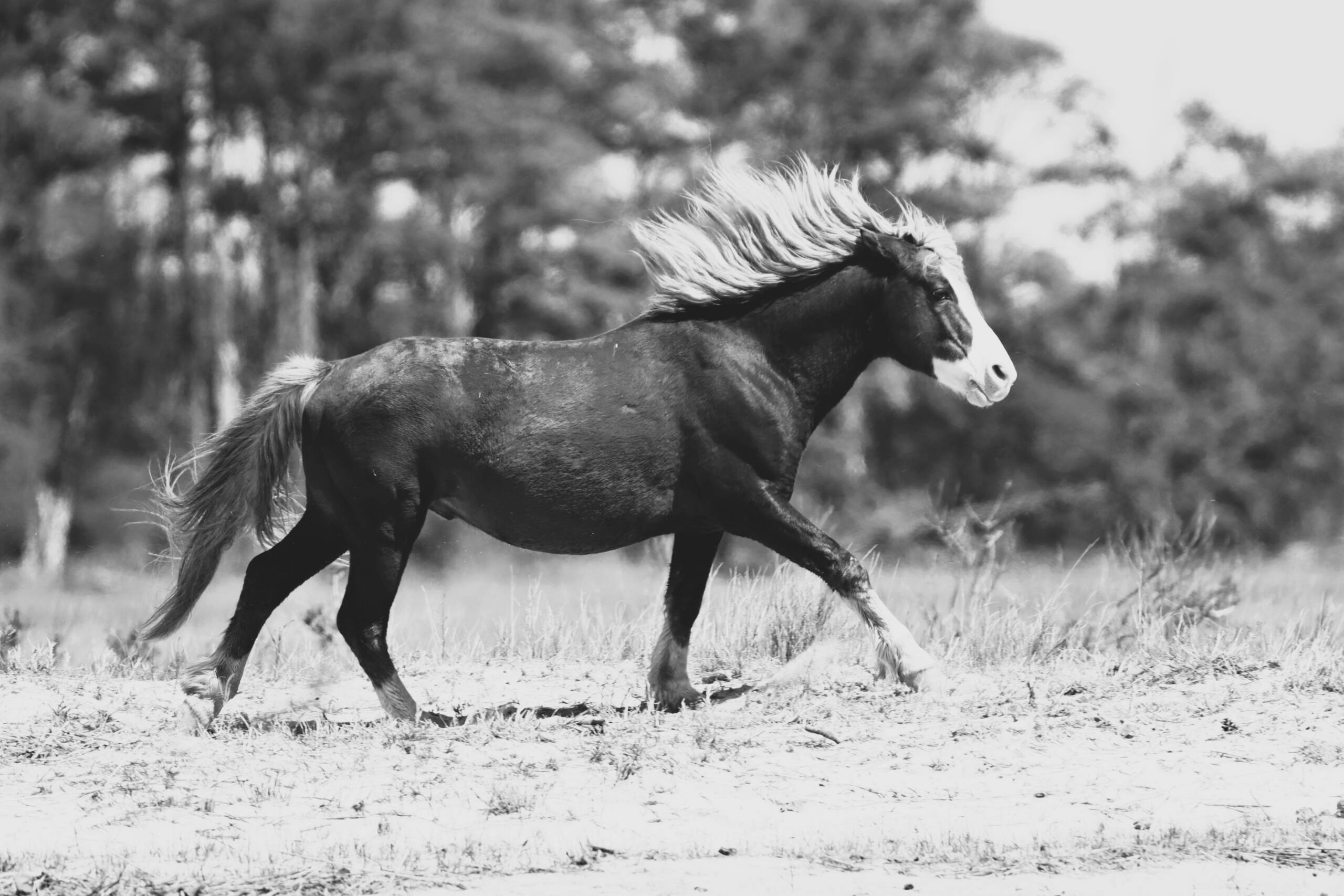 Riptide -Black and White 9