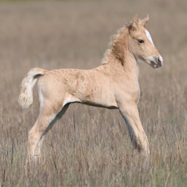 Little Miss Sunshine's Foal 2026