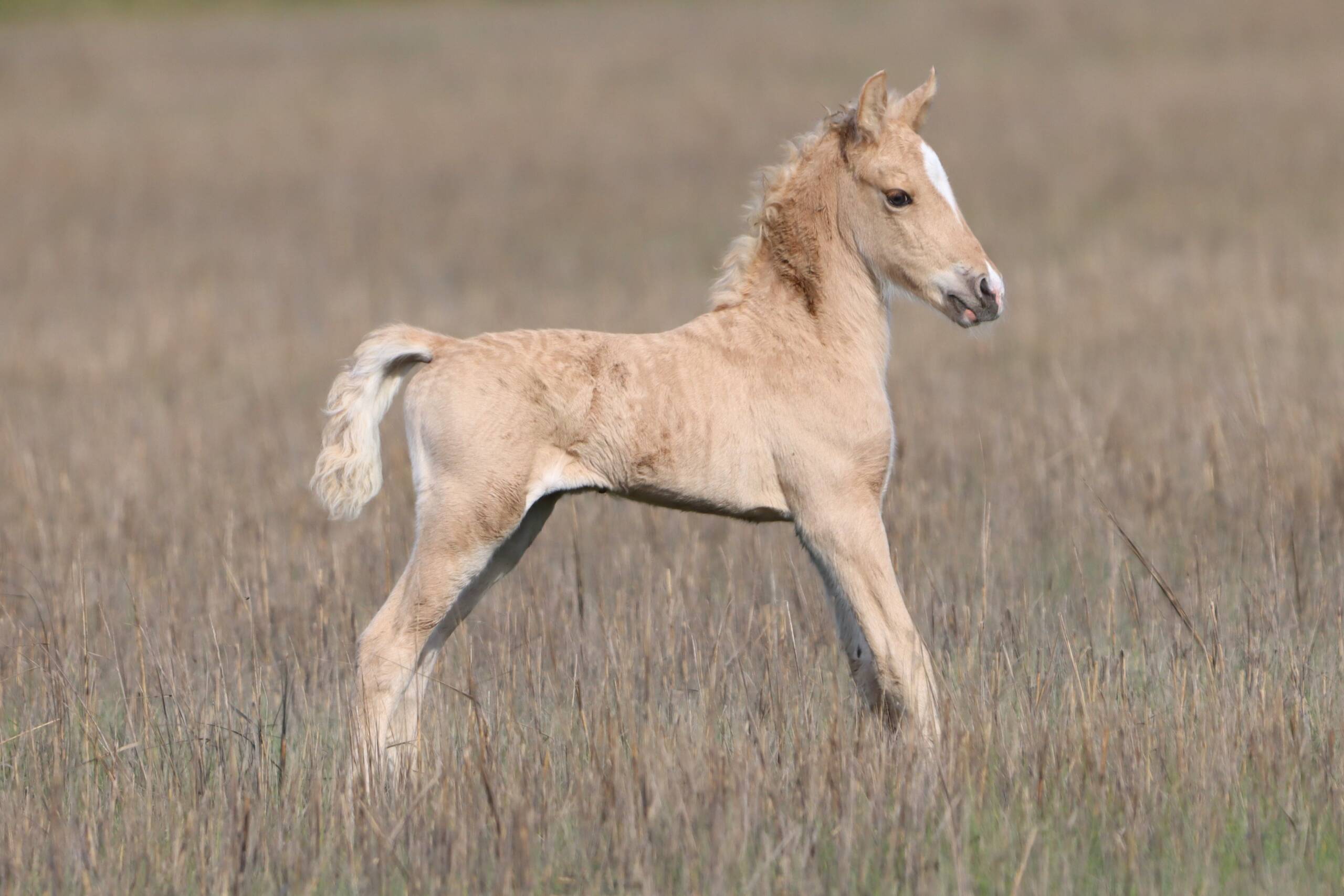 Little Miss Sunshine's Foal 2026